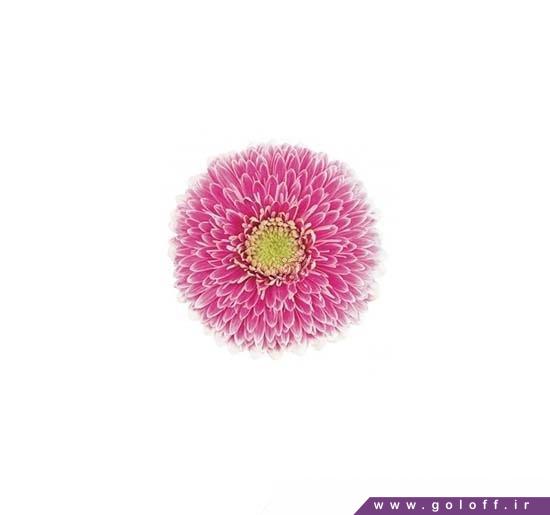 گل طبیعی - گل ژربرا دنس - Gerbera | گل آف